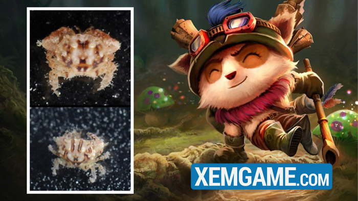 LHMT: Quá đam mê game, nhà nghiên cứu đặt tên loài cua mới là Teemo 