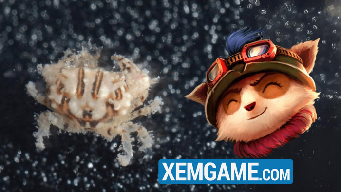 LHMT: Quá đam mê game, nhà nghiên cứu đặt tên loài cua mới là Teemo 